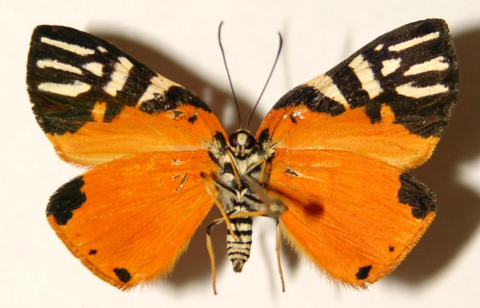 Fig. 2 Vista ventral de la hembra <i>Symmachia rubina</i></i> (Riodinidae). (04-SRNP-141-DHJ91917).