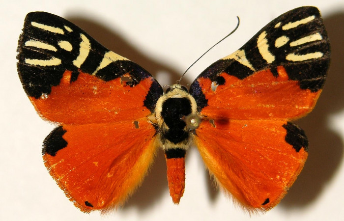 Fig. 3 Vista dorsal del macho <i>Symmachia rubina</i></i> (Riodinidae). (03-SRNP-10366-DHJ91918).