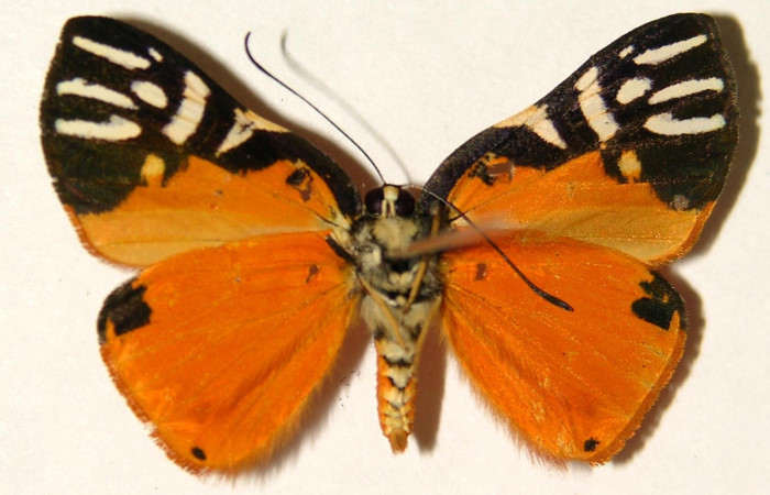 Fig. 4 Vista ventral del macho <i>ymmachia rubina</i></i> (Riodinidae). (03-SRNP-10366-DHJ91919).