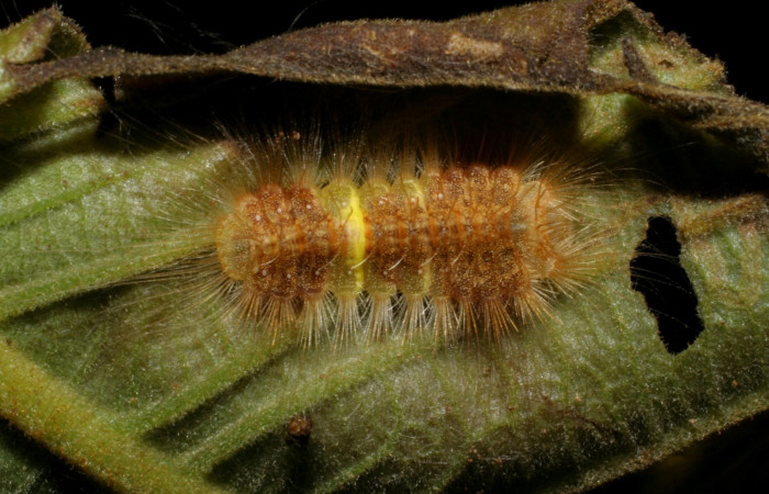 Fig. 5 Dorso de <i>Symmachia rubina</i></i> (Riodinidae). La Pasmompa Sector Pitilla, 12 de Enero 2008 (07-SRNP-34357-DHJ436776).