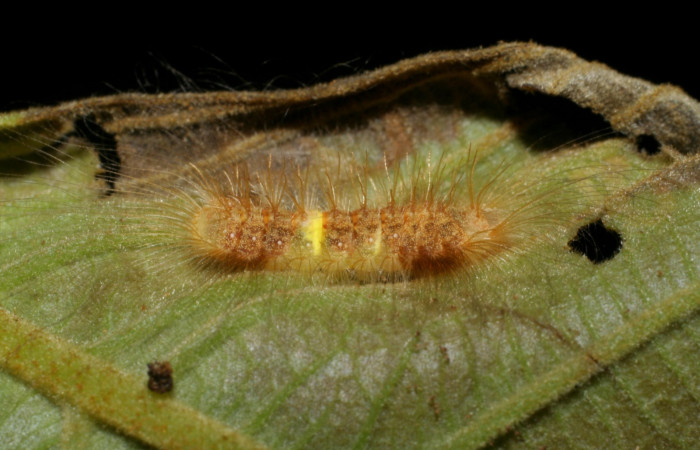 Fig. 6 Forma lateral de <i>Symmachia rubina</i></i> (Riodinidae). Pasmompa Sector Pitilla, 12 Enero 2008 (07-SRNP-34357-DHJ436779).