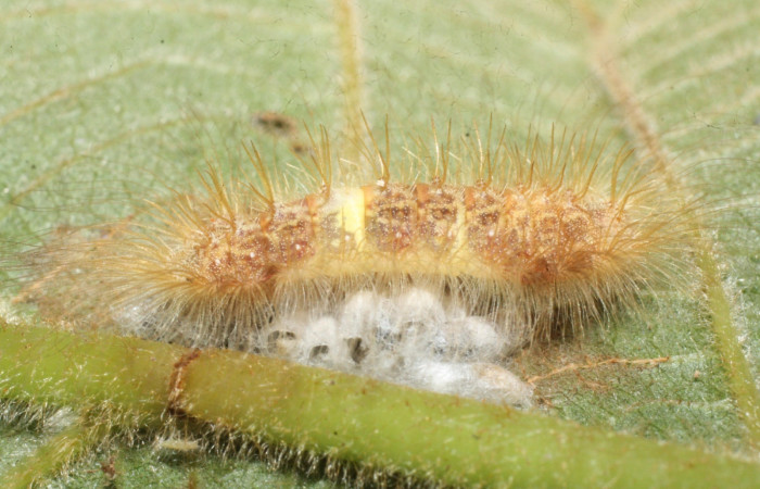 Fig. 7 Oruga de <i>Symmachia rubina</i></i> (Riodinidae). con los capullos de avispas <i>Parapanteles</i></i> Whitfield133 (Braconidae). 25 de Abril 2016, Monte Cristo Sector Del Oro (16-SRNP-20519-DHJ710527).