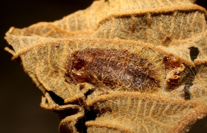 Fig. 8 Pupa de <i>Symmachia rubina</i></i> (Riodinidae). que fue parasitada por avispa chalJanzen01 Janzen01 (Chalcididae). 19 de Junio 2010, Monte Cristo Sector Del Oro (09-SRNP-71438-DHJ470321).