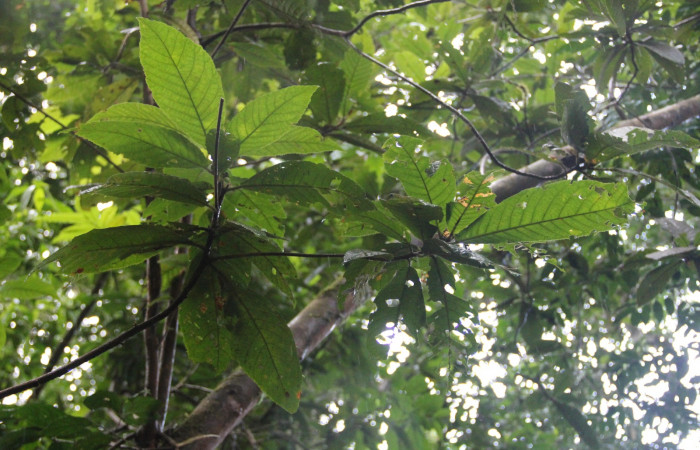 Fig. 9 Arbusto de <i>Clethra mexicana</i></i> (Clethraceae). 17 de Enero 2019. Meteorológico Sector Del Oro.