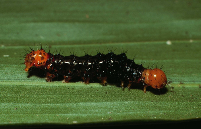 Figura 1. Larva <i>Dunama janewaldronae</i></i> (Notodontidae), color negro, posición lateral, último estadio, mide 24 mm aproximadamente. Planta hospedera <i>Geonoma cuneata</i></i>, (Arecaceae). Voucher: 02-SRNP-6497-DHJ65056.jpg.