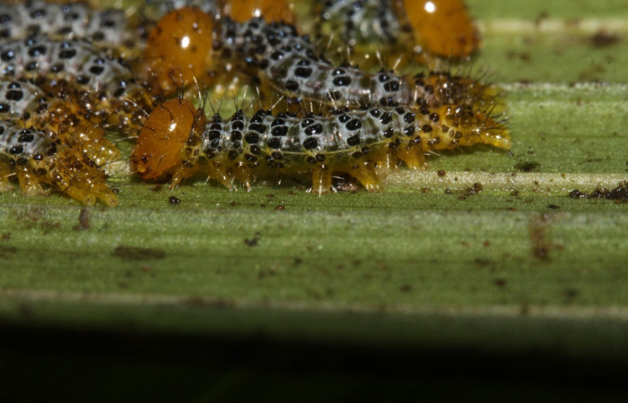 Figura 10. Larva en prepupa <i>Dunama janewaldronae</i></i> (Notodontidae),  color blanco con puntos negros, posición lateral, tercer estadio, mide 11 mm aproximadamente. Planta hospedera <i>Geonoma cuneata</i></i>, (Arecaceae). Voucher: 16-SRNP-30390-DHJ729429.jpg.
