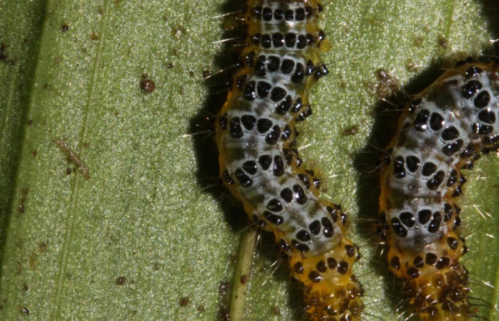 Figura 11. Larva en prepupa <i>Dunama janewaldronae</i></i> (Notodontidae),  color blanco con puntos negros, posición dorsal, tercer estadio, mide 11 mm aproximadamente. Planta hospedera <i>Geonoma cuneata</i></i>, (Arecaceae). Voucher: 16-SRNP-30390-DHJ729430.jpg.