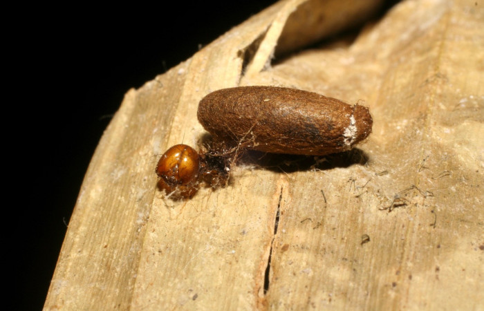 Figura 12. Restos de capullo eclosionado<i> Dunama janewaldronae</i></i> (Notodontidae), color café, con hueco por donde salió el parásito <i>Austrozele</i></i> Janzen03(Braconidae). Voucher: 04-SRNP-4197-DHJ420389.jpg.