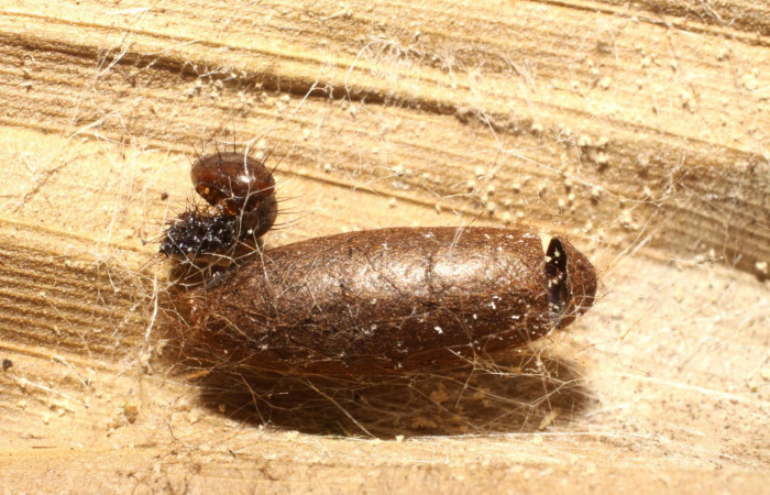 Figura 13. Restos de capullo eclosionado<i> Dunama janewaldronae</i></i> (Notodontidae), color café, con hueco por donde salió el parásito <i>Austrozele</i></i> Janzen03(Braconidae). 09-SRNP-40018-DHJ476378.jpg.