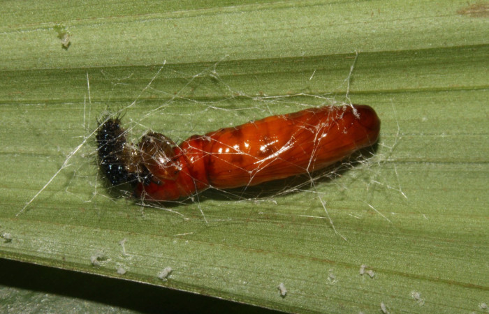 Figura 14. Pupa <i>Dunama janewaldronae</i></i> (Notodontidae),  color café rojizo, posición lateral, mide 15 mm aproximadamente. Planta hospedera <i>Geonoma cuneata</i></i>, (Arecaceae). Voucher: 13-SRNP-30810-DHJ700970.jpg.