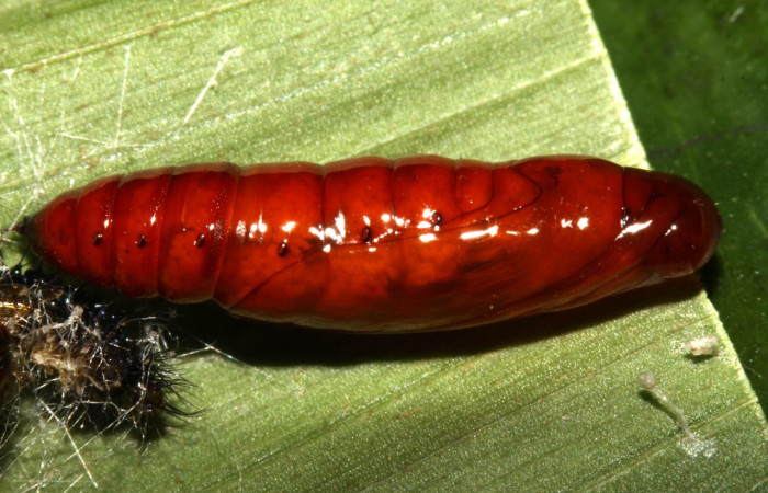 Figura 15. Pupa <i>Dunama janewaldronae</i></i> (Notodontidae),  color café rojizo, posición lateral, mide 15 mm aproximadamente. Planta hospedera <i>Geonoma cuneata</i></i>, (Arecaceae). Voucher: 13-SRNP-30810-DHJ700971.jpg.
