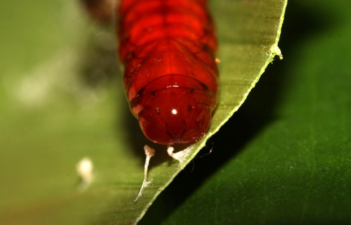 Figura 16. Pupa <i>Dunama janewaldronae</i></i> (Notodontidae),  color café rojizo, posición dorso frontal, mide 15 mm aproximadamente. Planta hospedera <i>Geonoma cuneata</i></i>, (Arecaceae). Voucher: 13-SRNP-30810-DHJ700972.jpg.