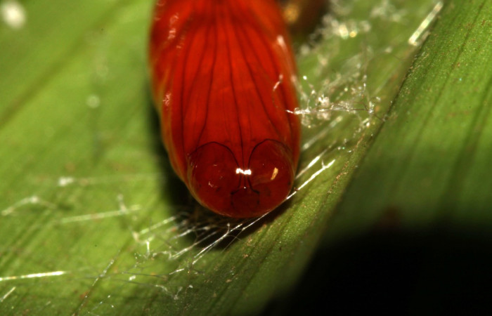 Figura 17. Pupa <i>Dunama janewaldronae</i></i> (Notodontidae),  color café rojizo, posición ventral frontal, mide 15 mm aproximadamente. Planta hospedera <i>Geonoma cuneata</i></i>, (Arecaceae). Voucher: 13-SRNP-30810-DHJ700973.
