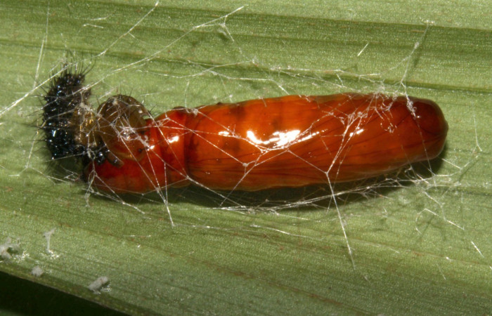 Figura 18. Pupa <i>Dunama janewaldronae</i></i> (Notodontidae),  color café rojizo, posición ventral frontal, mide 15 mm aproximadamente. Planta hospedera <i>Geonoma cuneata</i></i>, (Arecaceae). Voucher: 13-SRNP-30810-DHJ700974.jpg.