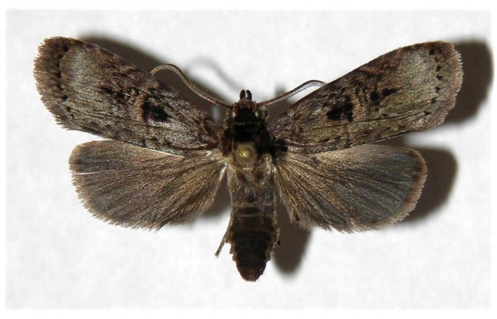 Figura 19. Adulto <i>Dunama janewaldronae</i></i> (Notodontidae), posición dorsal, mide 27mm. Voucher: 04-SRNP-4852-DHJ322716.