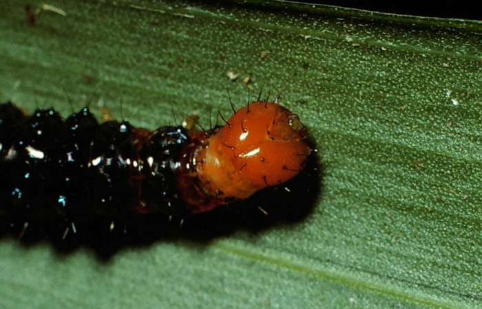 Figura 2. Larva <i>Dunama janewaldronae</i></i> (Notodontidae), color negro, posición frontal, último estadio, mide 24 mm aproximadamente. Planta hospedera <i>Geonoma cuneata</i></i>, (Arecaceae). Voucher: 02-SRNP-6497-DHJ65058.jpg.