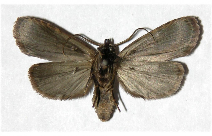 Figura 20. Adulto <i>Dunama janewaldronae</i></i> (Notodontidae), posición dorsal, mide 27mm. Voucher: 04-SRNP-4852-DHJ322717.