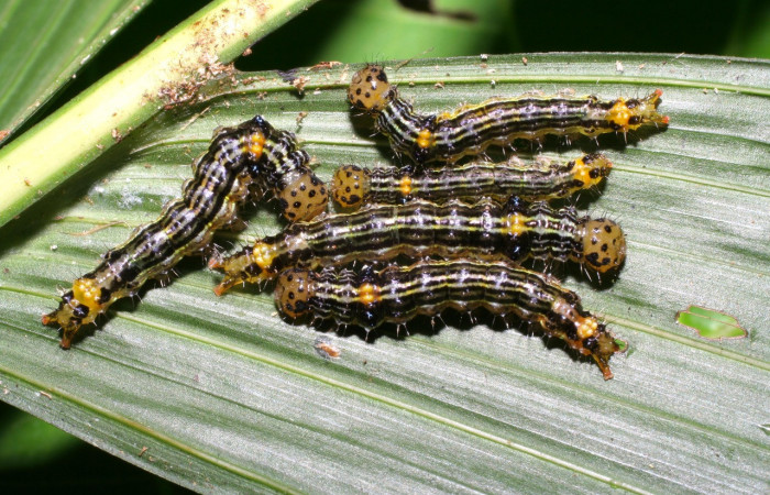 Figura 21. Grupo de larvas <i>Dunama jessiehillae</i></i> (Notodontidae), color amarillo con lineas negras en el dorso, posición dorsal, mide 20 mm aproximadamente. Planta hospedera <i>Chamaedorea tepejilote</i></i>, (Arecaceae). Voucher: 05-SRNP-70523-DHJ420723.jpeg.