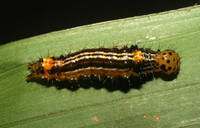 Figura 22. Larva <i>Dunama jessiehillae</i></i> (Notodontidae), color amarillo con lineas negras en el dorso, posición dorsal, mide 20 mm aproximadamente. Planta hospedera <i>Chamaedorea tepejilote</i></i>, (Arecaceae). Voucher:06-SRNP-4941-DHJ410797.jpeg