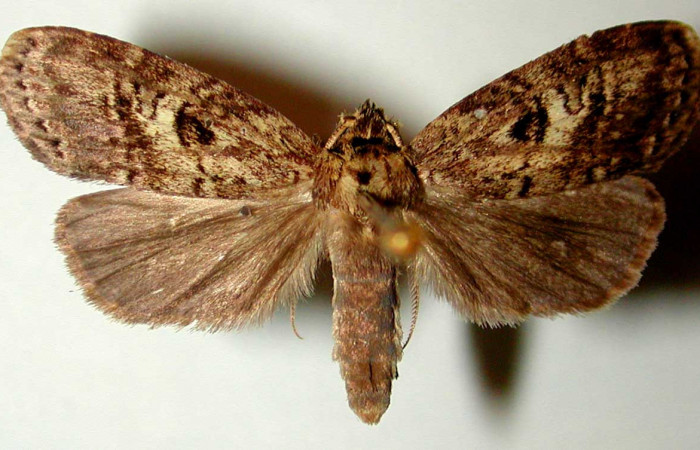 Figura 23. Adulto <i>Dunama jessiehillae</i></i> (Notodontidae), posición dorsal, mide 27mm. Voucher: 99-SRNP-4116-DHJ32614.jpg.