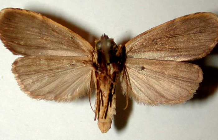 Figura 24. Adulto <i>Dunama jessiehillae</i></i> (Notodontidae), posición ventral, mide 27mm. Voucher: 99-SRNP-4116-DHJ32615.jpeg.