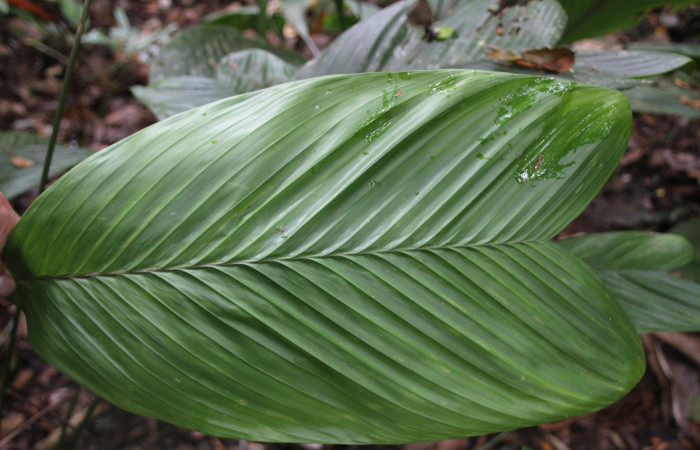 Figura 27. Planta <i>Geonoma cuneata</i></i> (Arecaceae), haz de la hoja, mede 40 cm. Foto Jose Pérez, Marzo 2023.