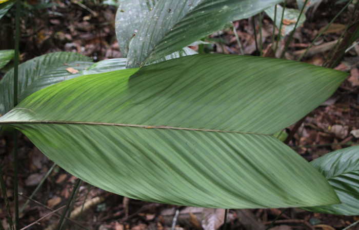 Figura 28. Planta <i>Geonoma cuneata</i></i> (Arecaceae), envés de la hoja, mede 40 cm. Foto Jose Pérez, Marzo 2023.