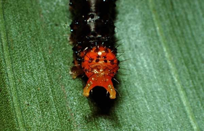 Figura 3. Larva <i>Dunama janewaldronae</i></i> (Notodontidae), color negro, posición trasera, último estadio, mide 24 mm aproximadamente. Planta hospedera <i>Geonoma cuneata</i></i>, (Arecaceae). Voucher: 02-SRNP-6497-DHJ65059.jpg.