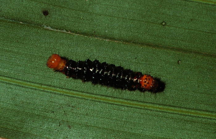 Figura 4. Larva <i>Dunama janewaldronae</i></i> (Notodontidae), color negro, posición dorsal, último estadio, mide 24 mm aproximadamente. Planta hospedera <i>Geonoma cuneata</i></i>, (Arecaceae). Voucher: 02-SRNP-6497-DHJ65061.jpg.