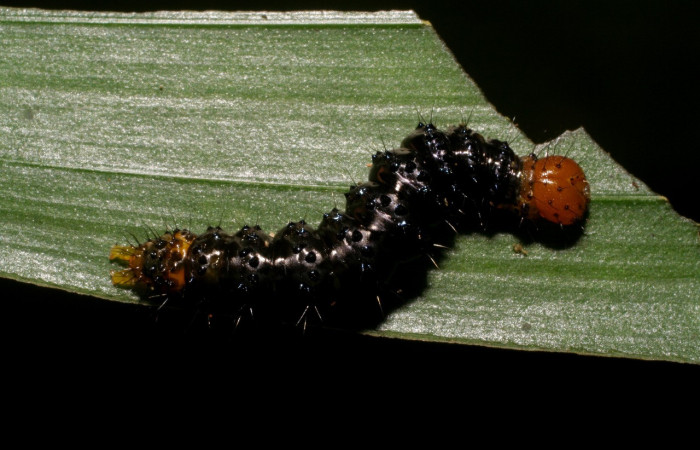 Figura 5. Larva <i>Dunama janewaldronae</i></i> (Notodontidae), color negro, posición dorsal, último estadio, mide 24 mm aproximadamente. Planta hospedera <i>Geonoma cuneata</i></i>, (Arecaceae). Voucher: 06-SRNP-33847-DHJ416408.jpg.