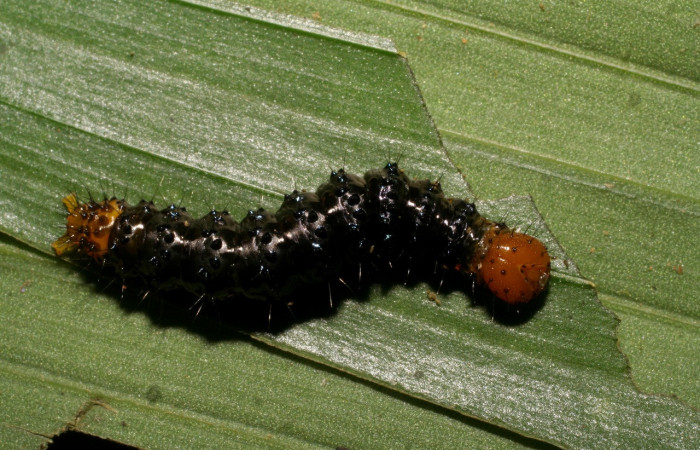 Figura 6. Larva <i>Dunama janewaldronae</i></i> (Notodontidae), color negro, posición dorsall, último estadio, mide 24 mm aproximadamente. Planta hospedera <i>Geonoma cuneata</i></i>, (Arecaceae). Voucher: 06-SRNP-33847-DHJ416410.jpg.