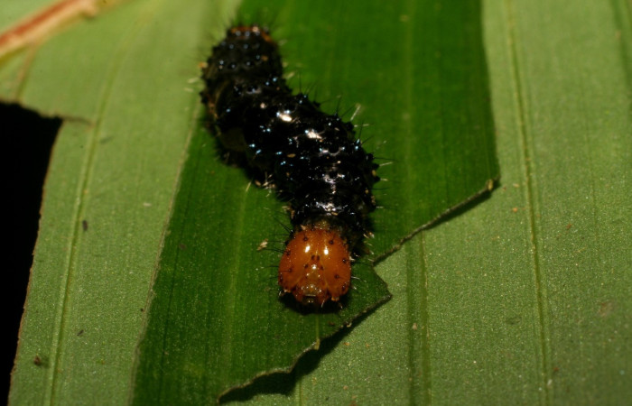 Figura 7. Larva <i>Dunama janewaldronae</i></i> (Notodontidae), color negro, posición frontal, último estadio, mide 24 mm aproximadamente. Planta hospedera <i>Geonoma cuneata</i></i>, (Arecaceae). Voucher: 06-SRNP-33847-DHJ416411.jpg.
