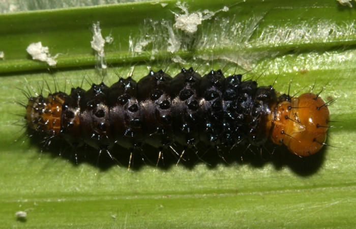 Figura 8. Larva en prepupa <i>Dunama janewaldronae</i></i> (Notodontidae), color negro, posición dorsal, mide 17 mm aproximadamente. Planta hospedera <i>Geonoma cuneata</i></i>, (Arecaceae). Voucher: 13-SRNP-30827-DHJ700985.jpg.