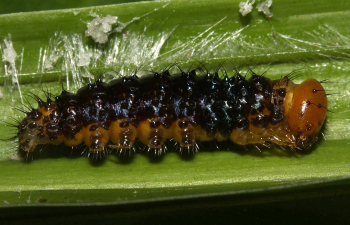 Figura 9. Larva en prepupa <i>Dunama janewaldronae</i></i> (Notodontidae), color negro, posición lateral, mide 17 mm aproximadamente. Planta hospedera <i>Geonoma cuneata</i></i>, (Arecaceae). Voucher: 13-SRNP-30827-DHJ700986.jpg. 