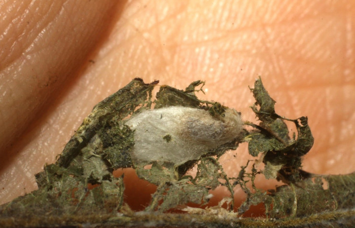 Figura 5. Parásito de la familia (Braconidae) <i>Austroearinus rufofemoratus</i></i> que ataca a Dichomeris Janzen356 (Gelechiidae). Voucher 10-SRNP-632-DHJ480198.jpg.
