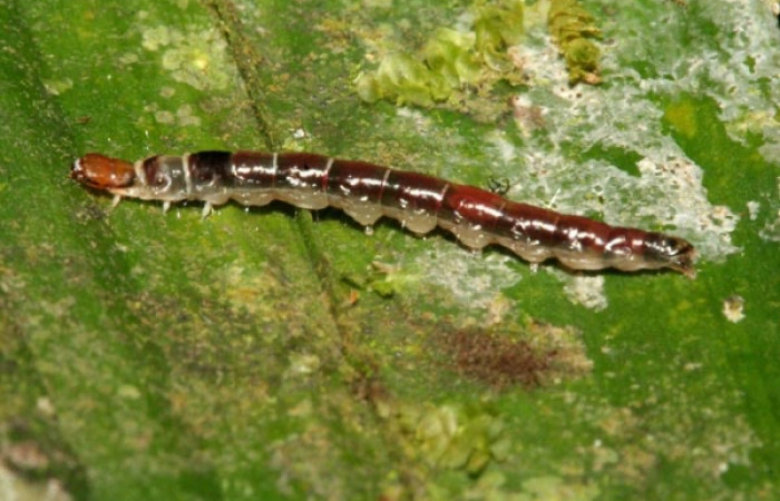 Figura 9. <i>Dichomeris</i></i> Janzen76 (Gelechiidae), posición lateral, último estadio. Voucher 11-SRNP-3050-DHJ493813.jpg.