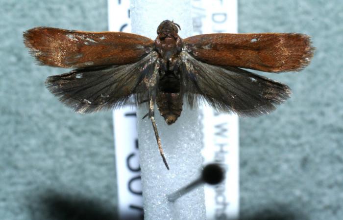 Figura 7. Adulto de <i>Dichomeris</i></i> Janzen356 (Gelechiidae), vista dorasl. Voucher 12-SRNP-3073-DHJ567903.jpg.