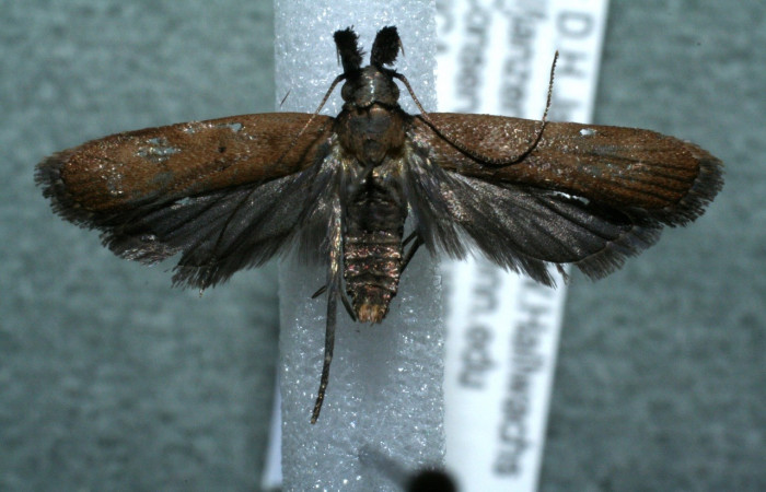 Figura 12. Adulto <i>Dichomeris</i></i> Janzen822 (Gelechiidae), Vista dorsal. Voucher 12-SRNP-43977-DHJ566655.jpg. jpg.
