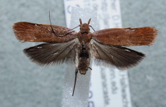 Figura 1. Adulto <i>Dichomeris</i></i> Janzen356 (Gelechiidae),
 vista dorsal. Voucher 13-SRNP-3253-DHJ582134.jpg.