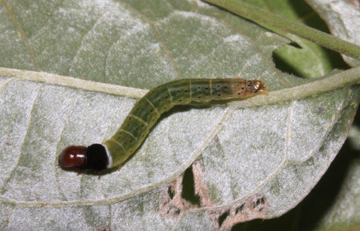 Figura 13. <i>Dichomeris</i></i> Janzen270
(Gelechiidae), penúltimo estadio, posición dorsal. Voucher 15-SRNP-30378-DHJ721695.jpg