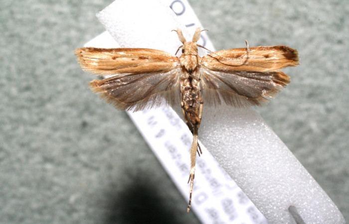 Figura 14. Adulto de <i>Dichomeris</i></i> Janzen270 (Gelechiidae), vista dorsal. Voucher 15-SRNP-30378-DHJ924901.jpg.