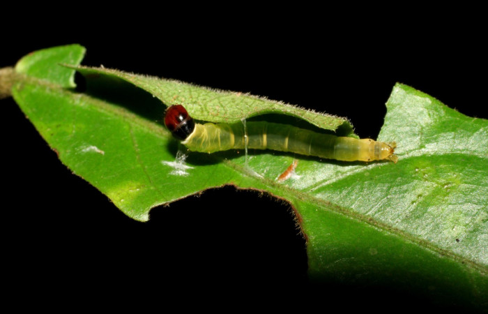 Figura 2. <i>Dichomeris</i></i> Janzen356 (Gelechiidae) posición dorsal, ultimo estadio, Sector San Cristóbal. Voucher 07-SRNP-3404-DHJ426201.jpg.