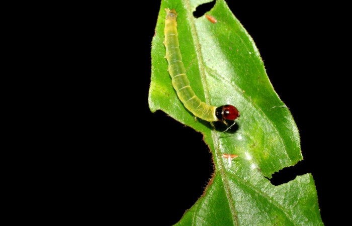 Figura 3. <i>Dichomeris</i></i> Janzen356 (Gelechiidae) posición dorsal, ultimo estadio, Sector San Cristóbal. Voucher 07-SRNP-3404-DHJ426208.jpg.