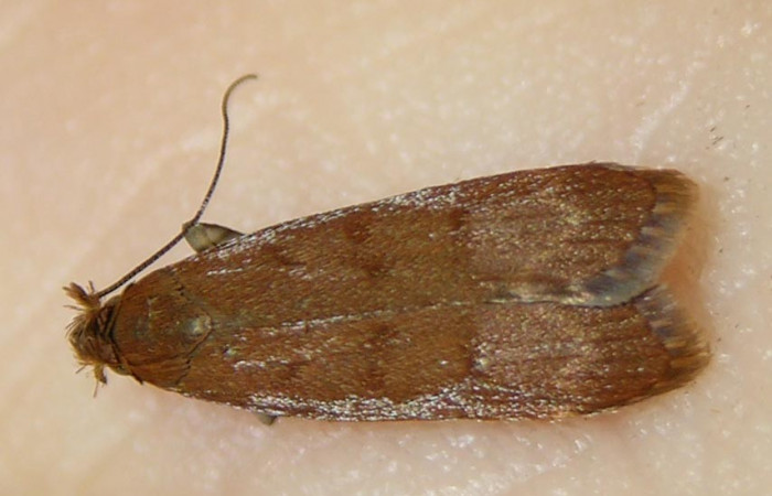 Figura 8. Adulto de <i>Dichomeris</i></i> Janzen356 (Gelechiidae), vista dorasl. Voucher 07-SRNP-3404-DHJ510575.jpg.