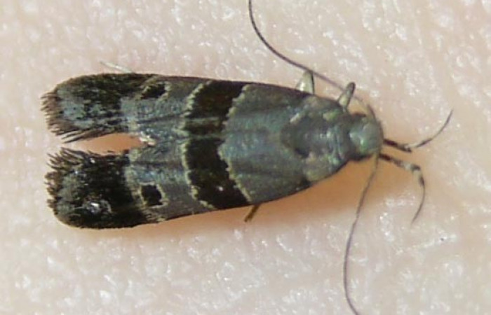 Figura 10. Adulto de <i>Dichomeris</i></i> Janzen76 (Gelechiidae), Vista dorsal 08-SRNP-70776-DHJ510409.jpg.