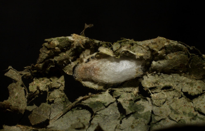 Figura 4. Parásito de la familia (Braconidae) <i>Austroearinus</i></i> Sharkey05, que ataca a <i>Dichomeris</i></i> Janzen356 (Gelechiidae). Voucher 09-SRNP-3201-DHJ474892.jpg.
