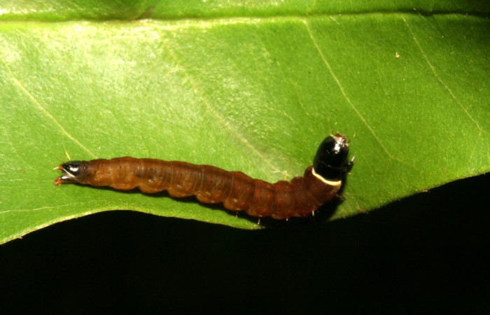 Figura 11. <i>Dichomeris</i></i> Janzen822 (Gelechiidae), penúltimo estadio, posición dorsal. Voucher 11-SRNP-43009-DHJ497089.jpg.