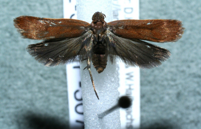 Figura 7. Adulto de <i>Dichomeris</i></i> Janzen356 (Gelechiidae), vista dorasl. Voucher 12-SRNP-3073-DHJ567903.jpg.