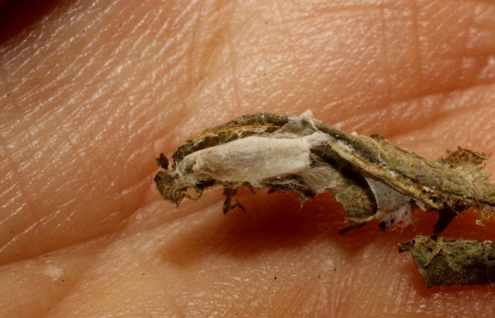 Figura 6. Parásito de la familia (Braconidae) mgJanzen01 Janzen01 que ataca a <i>Dichomeris</i></i> Janzen356 (Gelechiidae). Voucher 12-SRNP-712-DHJ800938.jpg.