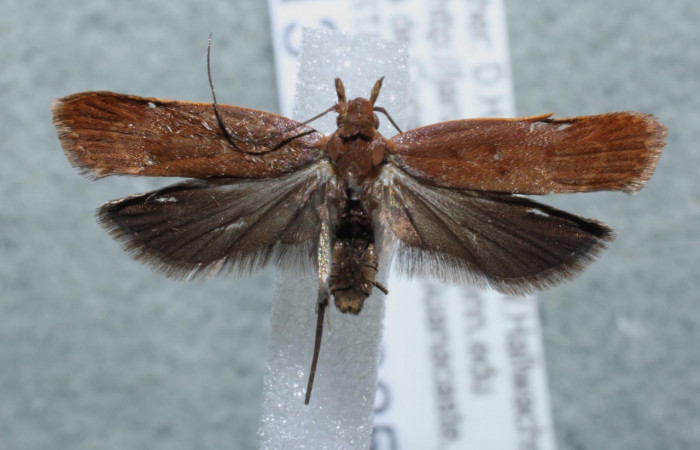 Figura 1. Adulto <i>Dichomeris</i></i> Janzen356 (Gelechiidae),
 vista dorsal. Voucher 13-SRNP-3253-DHJ582134.jpg.